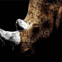Domination I glass wall art of a rhinoceros lit against a dark ground