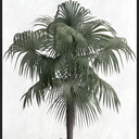 Palm Serenity canvas print detail showing the white matt surround and black frame