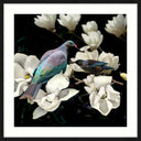 Magnolia Affair framed wall art with a New Zealand wood pigeon among white magnolias, white matt and black frame