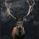 Pointer canvas wall art of a stag in deep shadow, black L-frame