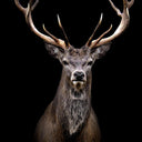 Staggering glass wall art of a stag against a near-black ground
