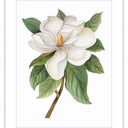 Grandiflora framed botanical wall art print in a white frame