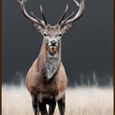Royal Stag canvas wall art of a red stag in long grass, dark brown L-frame
