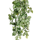 Pilea Cadieri Hanging Bush at Online8 Furniture Auckland NZ