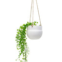 Porcelain Hanging Pot White at online8 furniture store Auckland