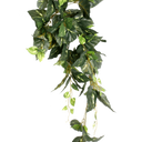 Pothos Bush 80cm at online8 furniture store Auckland