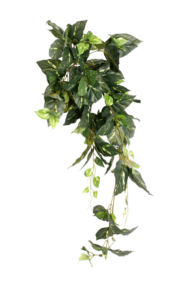 Pothos Bush 80cm at online8 furniture store Auckland