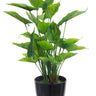 Potted Anthurium Bush at online8 furniture store Auckland