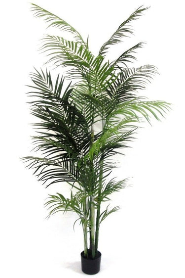 Potted Areca Palm 2.1m at online8 furniture store Auckland