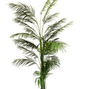 Potted Areca Palm 2.4m at online8 furniture store Auckland