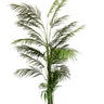 Potted Areca Palm 2.4m at online8 furniture store Auckland