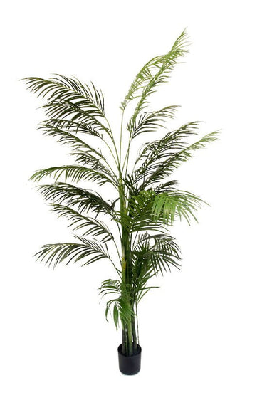 Potted Areca Palm 2.4m at online8 furniture store Auckland