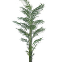 Potted Areca Palm 3m at Online8 Furniture Auckland NZ