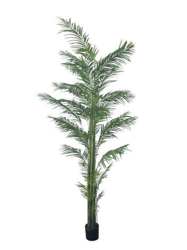 Potted Areca Palm 3m at online8 furniture store Auckland