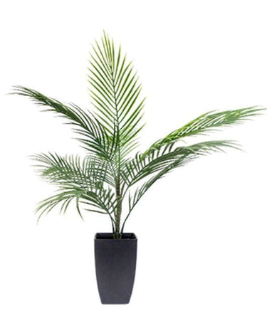 Potted Areca Palm 75cm at online8 furniture store Auckland