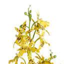Potted Dancing Orchid 58cm at online8 furniture store Auckland