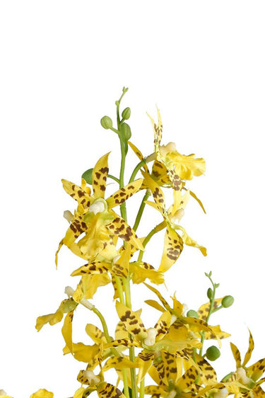Potted Dancing Orchid 58cm at online8 furniture store Auckland
