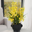 Potted Dancing Orchid 58cm at online8 furniture store Auckland