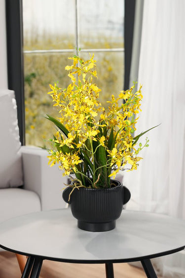 Potted Dancing Orchid 58cm at online8 furniture store Auckland