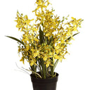 Potted Dancing Orchid 58cm at online8 furniture store Auckland