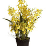 Potted Dancing Orchid 58cm at online8 furniture store Auckland