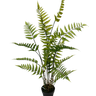 Potted Fern with black plastic pot 106cm at online8 furniture store Auckland