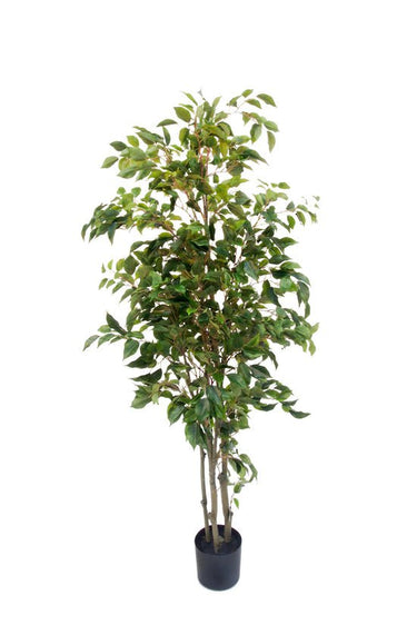 Potted Ficus Tree 1.5m at online8 furniture store Auckland