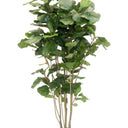 Potted Fiddle Tree 1.5m at online8 furniture store Auckland