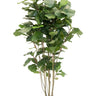 Potted Fiddle Tree 1.5m at online8 furniture store Auckland