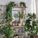 Potted Lamon Tree - Artificial Plant at online8 furniture store Auckland