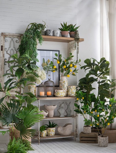 Potted Lamon Tree - Artificial Plant at online8 furniture store Auckland