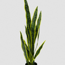Potted Mother in Laws Tongue - 76cm Faux Plant at online8 furniture store Auckland