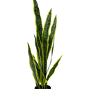 Potted Mother in Laws Tongue 76cm at online8 furniture store Auckland