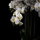 Potted Orchid in Rustic Pot 87cm at online8 furniture store Auckland