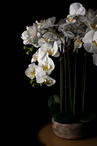 Potted Orchid in Rustic Pot 87cm at online8 furniture store Auckland