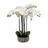 Potted Orchid in Rustic Pot 87cm at online8 furniture store Auckland