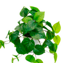 Potted Philo Bush Real Touch - 23cm Faux Plant at online8 furniture store Auckland