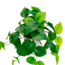 Potted Philo Bush Real Touch 23cm at online8 furniture store Auckland