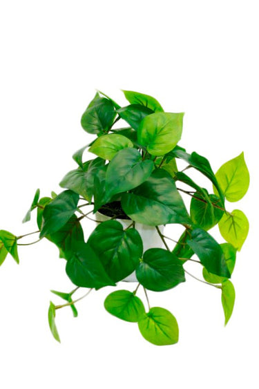 Potted Philo Bush Real Touch 23cm at online8 furniture store Auckland