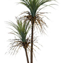 Potted Ponytail Palm w/ 2 Heads 135cm at online8 furniture store Auckland