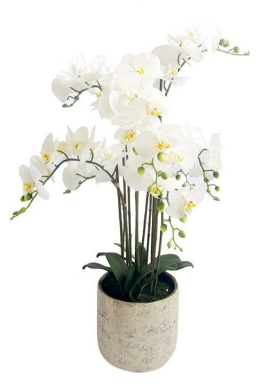 Potted Real Touch Phalaenopsis Orchid - 80cm at online8 furniture store Auckland