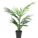 Potted Robellini Palm 50cm at online8 furniture store Auckland