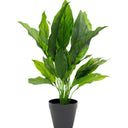 Potted Spathiphyllum 48cm at online8 furniture store Auckland