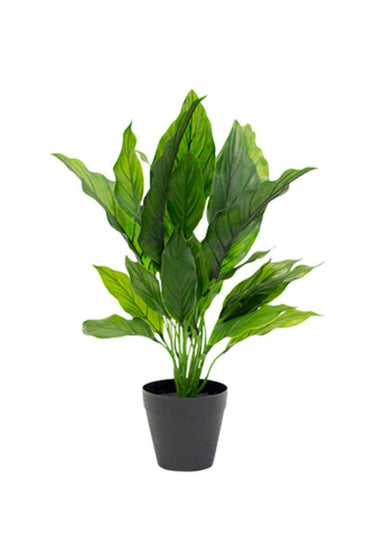 Potted Spathiphyllum 48cm at online8 furniture store Auckland