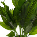 Potted Spathiphyllum 48cm at online8 furniture store Auckland