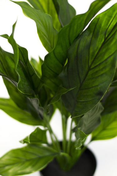 Potted Spathiphyllum 48cm at online8 furniture store Auckland