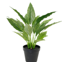 Potted Spathiphyllum Bush 40cm at online8 furniture store Auckland