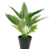 Potted Spathiphyllum Bush 40cm at online8 furniture store Auckland