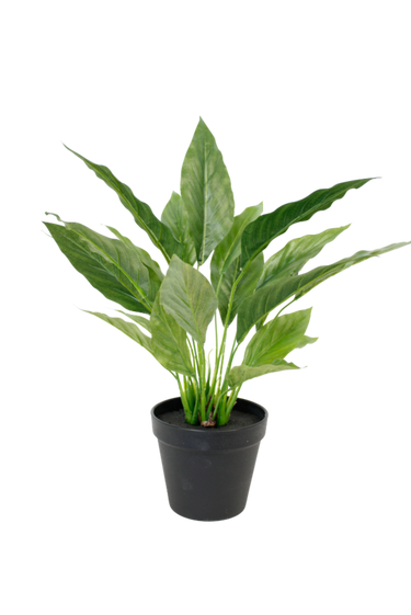 Potted Spathiphyllum Bush 40cm at online8 furniture store Auckland