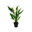 Potted Spathiphyllum w/Flowers 50cm at online8 furniture store Auckland
